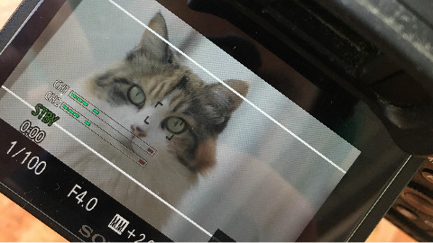 用相机偷窥猫的私生活
